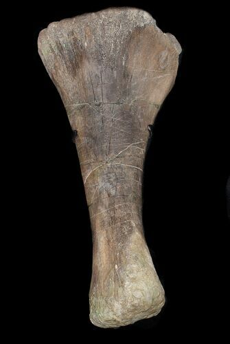 Juvenile Alamosaurus Tibia On Stand - Texas #31429